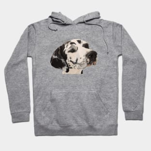 Harlequin Great Dane Hoodie